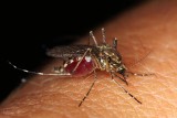 Zabić czy ocalić? Nie będzie współpracy powiatu z gminami w sprawie oprysków komarów. Gmina Nowa Sól też waha się czy to robić