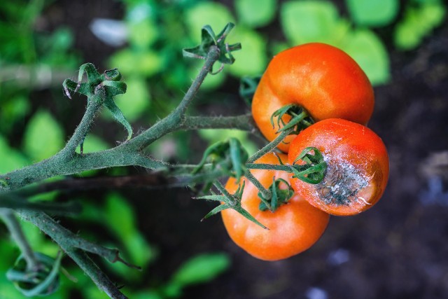 Szara pleśń atakuje m.in. pomidory, ale też wiele innych roślin. Uszkadza różne ich fragmenty, w tym owoce, które pokrywają się pleśnią.