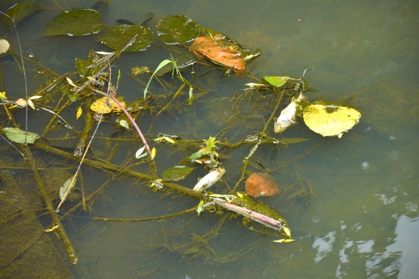 Maszkienice. Setki martwych ryb w potoku Niedźwiedź, czy ktoś zatruł wodę? - zobacz zdjęcia 