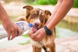 W czasie upałów pamiętaj o zapewnieniu psu stałego dostępu do świeżej wody. Jak nauczyć kota, żeby pił więcej?
