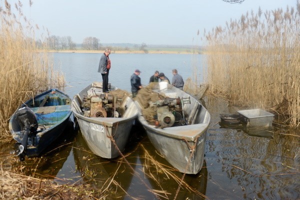 Połów ryb na jeziorze Lubienieckim w Świebodzinie.