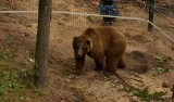 Niedźwiedź Baloo na wybiegu: "Na razie jest zdezorientowany" [WIDEO]