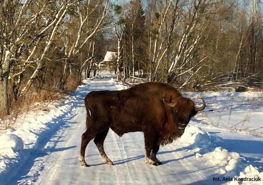 Białowieski Park Narodowy położony jest w środkowej części...