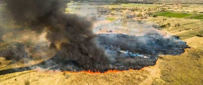 Sypią się mandaty za wypalanie traw w Świętokrzyskiem. Ukarano już dwie osoby z powiatu buskiego. Policjanci proszą o zgłoszenia [WIDEO]