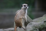 Urodziny łódzkiego zoo. Indiańska wioska, gry i zabawy na 77-lecie ogrodu zoologicznego [ZDJĘCIA]