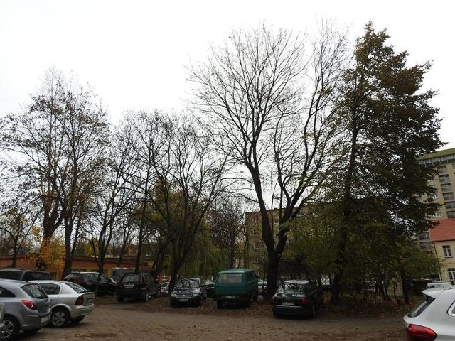 Tak wyglądają drzewa na zapleczu bloku przy ul. Skłodowskiej 11.