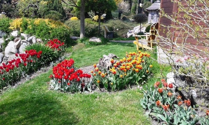 Kolorowy ogród przez całą wiosnę to zasługa roślin...