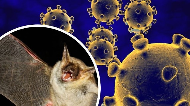 Groźny wirus wykryto w momencie, gdy nie były jeszcze w pełni znane zagrożenia związane z odzwierzęcymi koronawirusami, przez co początkowo nie zwrócono na niego uwagi.