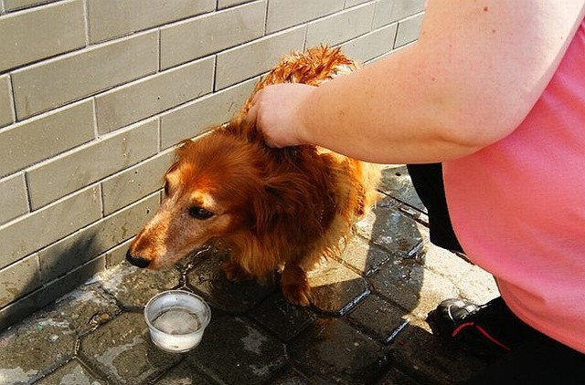Kiedy właścicielka psa wypuściła go wreszcie z auta, zwierzę z ulgą przyjęło miskę z wodą.