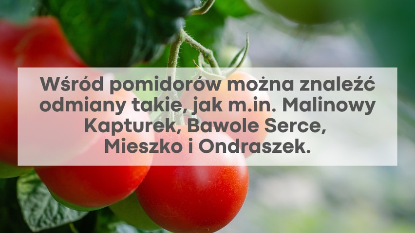 Najciekawsze odmiany warzyw. Znasz Malinowego Kapturka i Krakowiankę?
