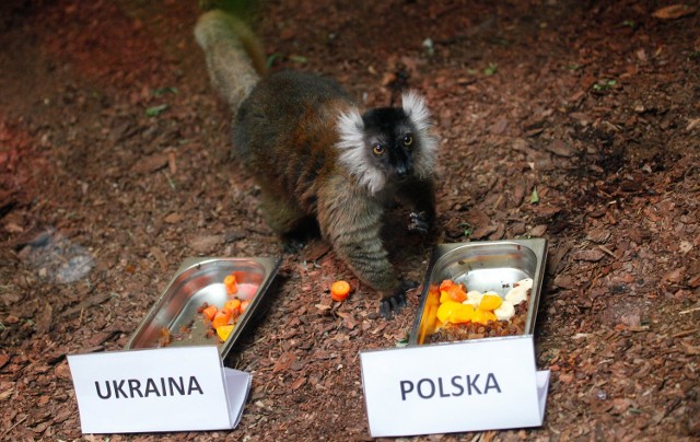 Lemurzyca zaczęła jeść z miski "naszych sąsiadów", ale po dłuższym namyśle zmieniła jednak zdanie i zaczęła się posilać się z miseczki opatrzonej napisem "Polska".