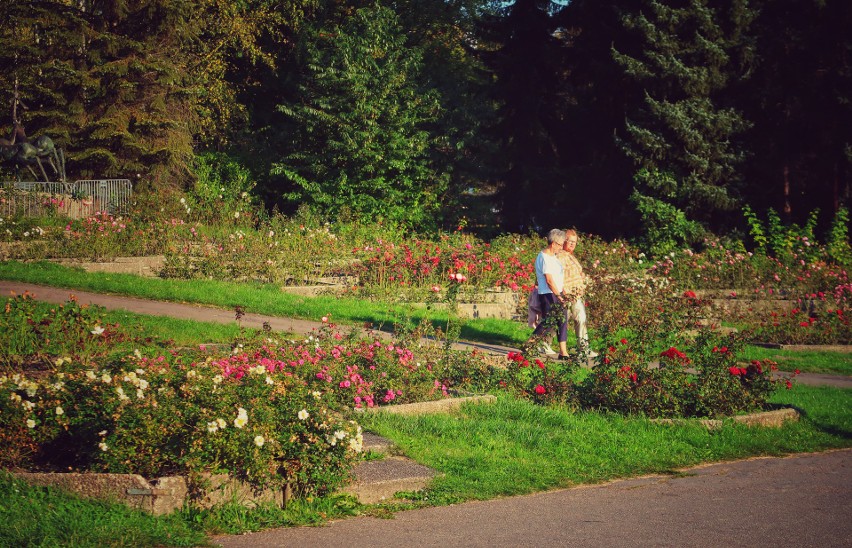 Rosarium w Parku Śląskim wygląda teraz bardzo efektownie....