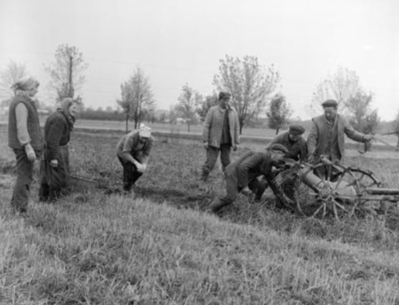 Wykopki ziemniaków i buraków w Hołubli - 1974 rok.  Grupa...