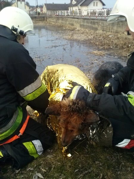 Używając bosaka wyciągnęli przemarznięte zwierzę na brzeg i przekazali go powiatowemu lekarzowi weterynarii, który zabrał oba psy do lecznicy.