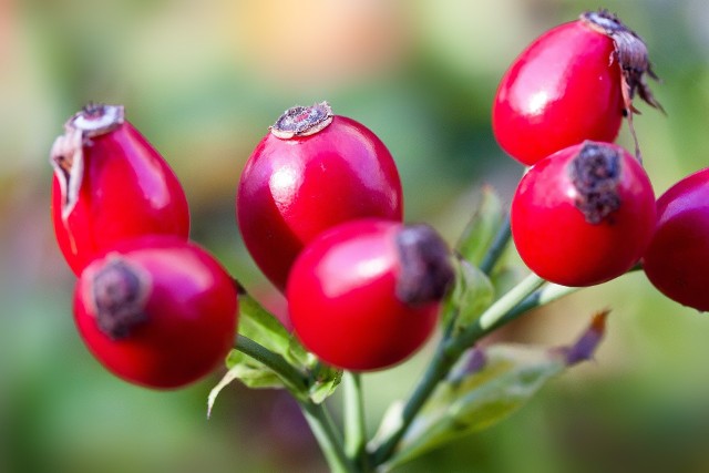 Owoc dzikiej róży jest bardzo bogatym źródłem witaminy C.