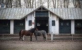 Stadnina w Janowie Podlaskim sprzedała potomstwo słynnej klaczy