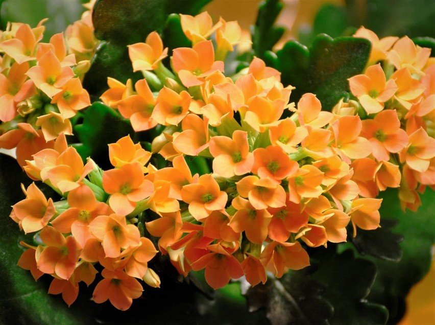 Intensywne kolory kwiatów kalanchoe doskonale kontrastują z...