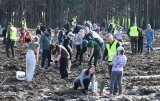 Tak sadziliśmy las. W sobotę w Zielonej Górze przybyło 16 tysięcy drzew. Na uczestników czekało też wiele atrakcji. ZDJĘCIA, FILM