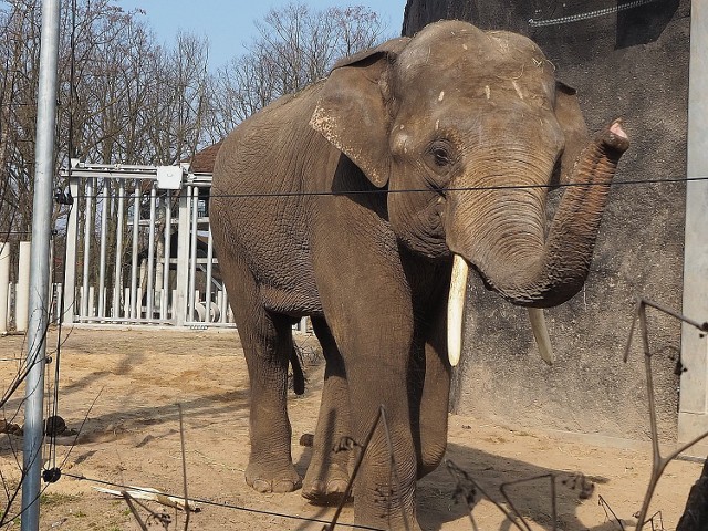 Na wybiegu w Orientarium w łódzkim zoo spaceruje, a raczej żwawo maszeruje Taru,  drugi słoń indyjski. Kilka dni temu przyjechał z ogrodu w Szeged na Węgrzech.CZYTAJ WIĘCEJ NA NASTĘPNEJ STRONIE