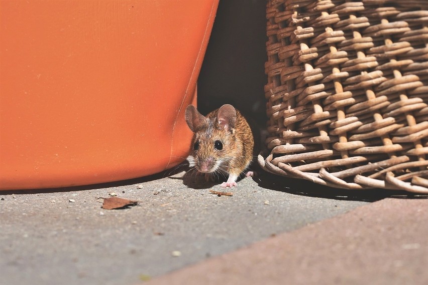 Jesienią myszy szukają schronienia na zimę. Wtedy często...