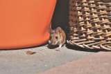 Jak pozbyć się myszy z domu? Poznaj sposoby na niechciane gryzonie