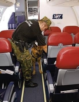 Pies przeszukuje kabinę pasażerską