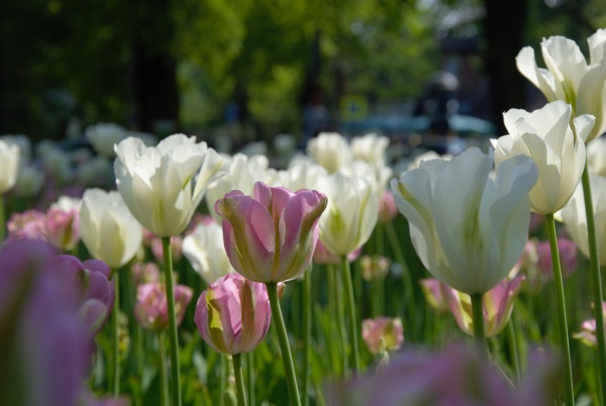 Jakimi kolorami zakwitnie Sopot na wiosnę? Miasto przygotowuje kwietne dywany