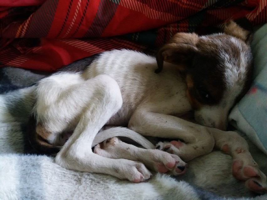 Jeden z wygłodzonych psów znalezionych w gminie Gowarczów