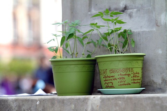 - Marihuana: nie taki diabeł straszny, jak go malują - przekonuje prof. Vetulani. - Najwyższa pora, aby czerpać z jej właściwości