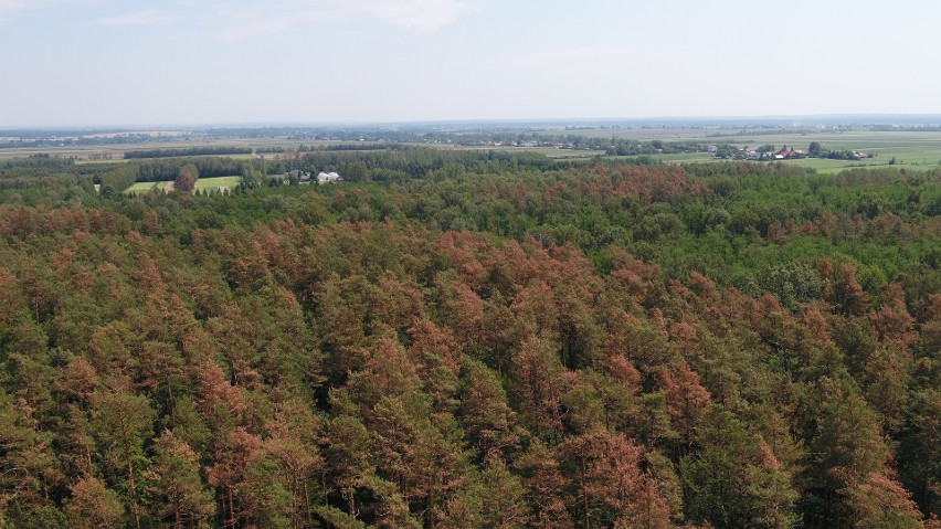 Fatalne skutki gradobicia w lasach w okolicach Oleszyc. Około połowa sadzonek w szkółce jest zniszczona [ZDJĘCIA] 