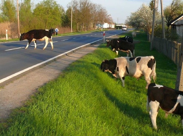 Bezpańskie krowy na drodze krajowej w Turbi.