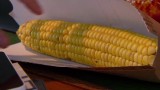 Trwa sezon na złocistą kukurydzę. Jakie są jej właściwości?