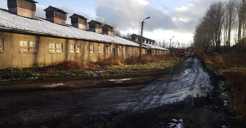 Pożar fermy świń w Suchorzu. Ogień gasiło 14 jednostek straży pożarnej [ZDJĘCIA]