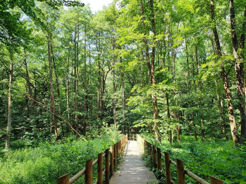 Ścieżka Przyrodniczo-Leśna „Rachowice” jest usytuowana w...