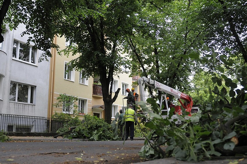 Bydgoszcz: Wycinka drzew w centrum? To tylko zabiegi kosmetyczne [zdjęcia]