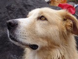 „Czary z Przytulnymi” w Sandomierzu - w sobotę pomóż bezdomnym zwierzętom 