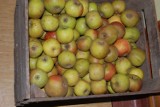 W Chwaszczynie rozdadzą 20 ton jabłek! 