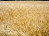 Polska to trzeci producent zbóż w Unii Europejskiej
