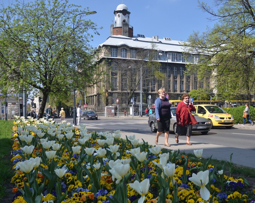 Tysiące krokusów, tulipanów i cebulic zostanie posadzonych w miejskich parkach w Łodzi