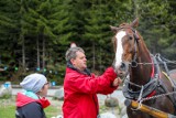 Tatry. Badają konie wożące turystów do Morskiego Oka [ZDJĘCIA]