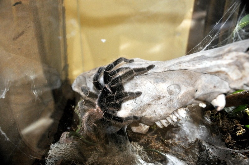 Wystawa gadów i pająków we Wrocławiu. Możesz wziąć węża lub pająka na ręce [ZDJĘCIA, CENY BILETÓW]