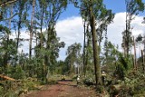 Rok po trąbie powietrznej w Kuźni Raciborskiej. Posadzą 5,5 mln drzew  ZDJĘCIA + WIDEO
