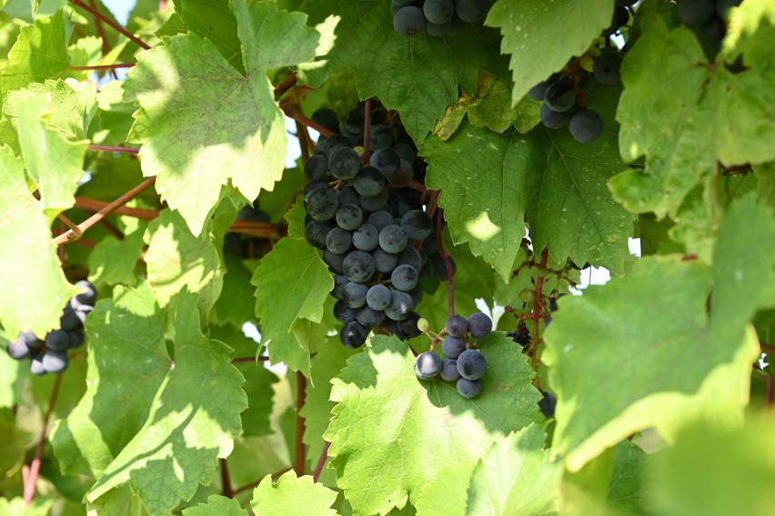 Pierwsze winobranie w Ogrodzie Botanicznym w Kielcach z udziałem winiarzy i mieszkańców