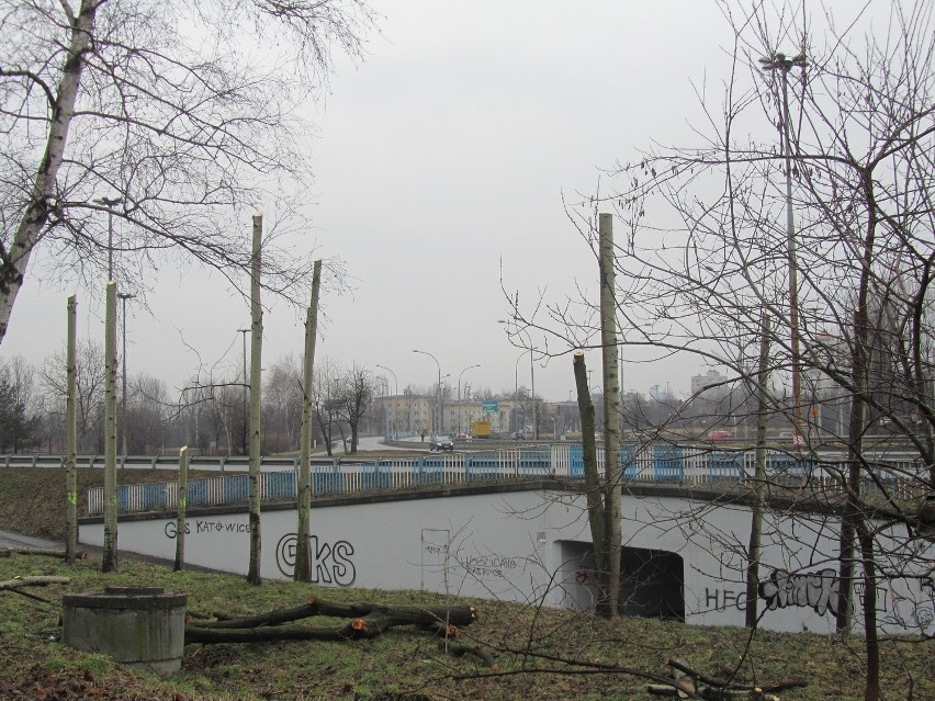 Wycinka drzew w Katowicach