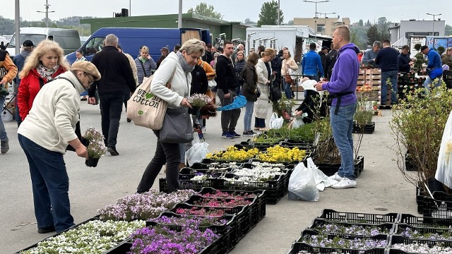 Ogromny ruch w sobotę na giełdzie w Sandomierzu był za sadzonkami, kwiatami i nasionami. Zobacz zdjęcia >>>