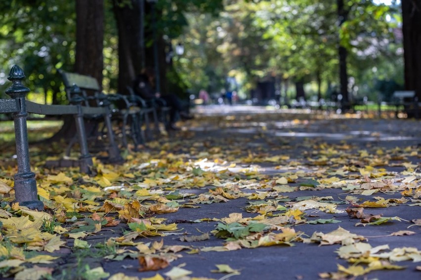 Kraków. Niecodzienna interwencja strażników miejskich. Kobieta nosiła na Plantach w reklamówkach... gołębie