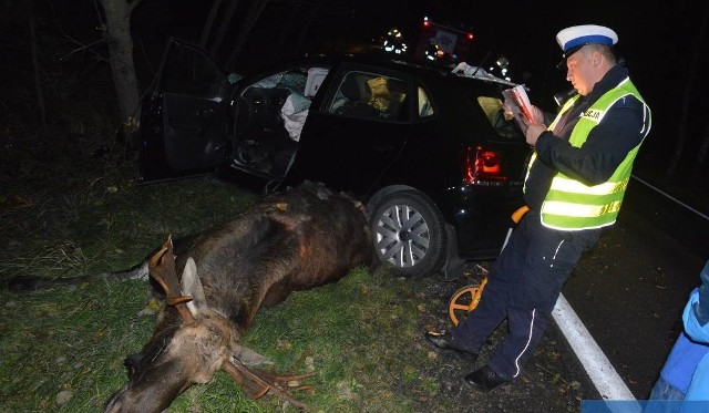 - W lesie w okolicach Cierpic na poboczu leżał łoś - opowiada Czytelniczka. Zwierzę nie żyło już chyba kilka godzin, ale tylko ona się zatrzymała.