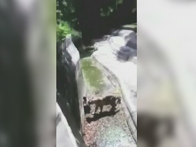 Tragedia w zoo w Delhi. Tygrys zaatakował i zagryzł 20-latka