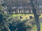 W Toruniu rozpoczął się odstrzał dzików! Miasto podjęło ostateczną decyzję