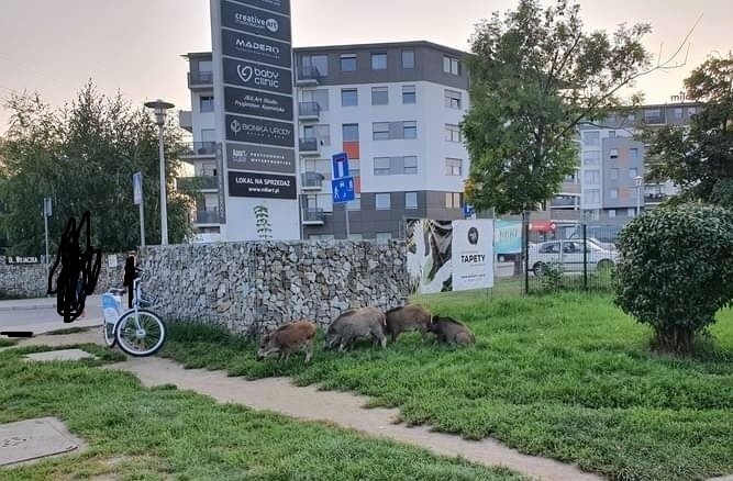 Dziki na Sołtysowicach pojawiają się w ciągu dnia i w nocy....